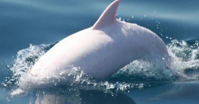 Биологи научились различать свист дельфинов из разных стай