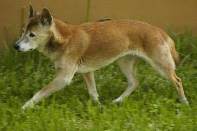 В Новой Гвинее нашли диких предков поющих собак - Cursorinfo: главные новости Израиля