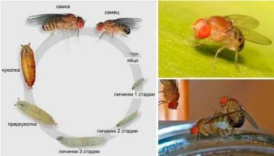 В чайном грибе червячки, мошки, личинки: причины и что делать
