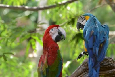 Каких попугаев волгоградцы могут научить говорить