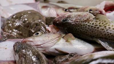 Треска под запретом: можно ли спасти самую популярную белую рыбу в Европе?