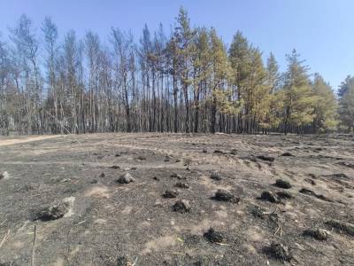 Лесные пожары в Харьковской области. Пожарные обнаружили два места поджога
