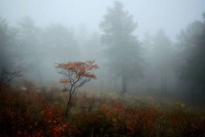 Облачно и туман. Погода в Ульяновской области на 10 сентября