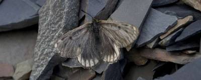 В Якутии открыта новая разновидность бабочек