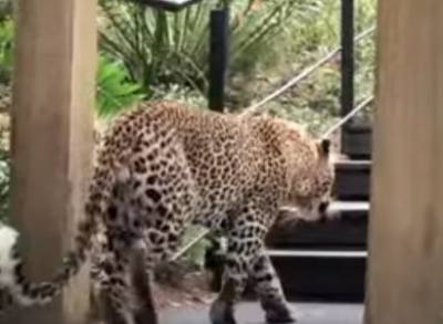 Леопард забрел в ресторан роскошного отеля в поисках завтрака