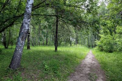 В Томске планируют запретить рубку деревьев и строительство в пяти лесах
