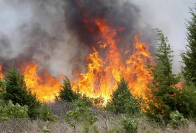 В России потушили 20 природных пожаров за сутки