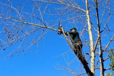 Вырубку деревьев в Оренбурге суд признал незаконной