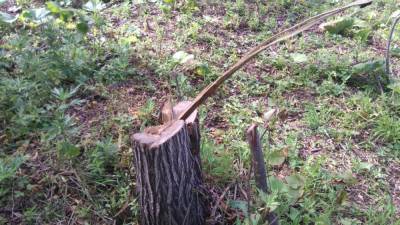 Углегорский фермер незаконно рубил деревья