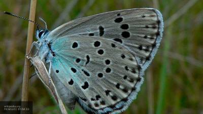 Сибирские ученые обнаружили новый подвид арктических бабочек-аполлонов