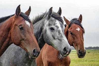 Башкортостан лидирует по производству кумыса и на втором месте по поголовью лошадей