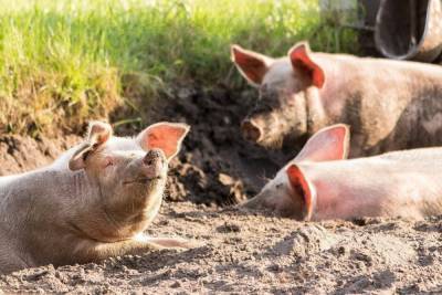В Тульской области свиньи остались без номеров и профилактики