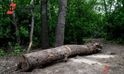 В Оренбурге спил деревьев, разрешенный мэрией, суд признал незаконным