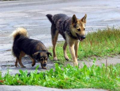 На Алтае на убивающую и поедающую собак женщину все же завели уголовное дело