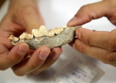 В пещере Италии нашли кости древнейшей домашней собаки