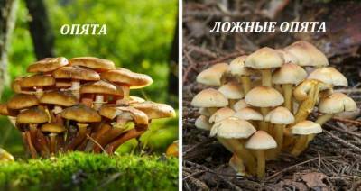 Как отличить осенние опята 2020 года от ложных грибов, самые яркие фото