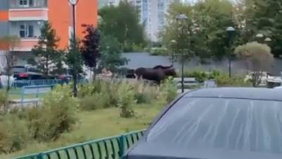Скрывавшийся от полиции лось забежал в школу на востоке Москвы