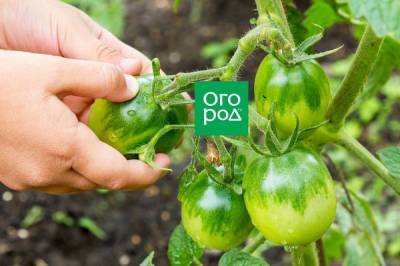 Что делать с зелеными помидорами