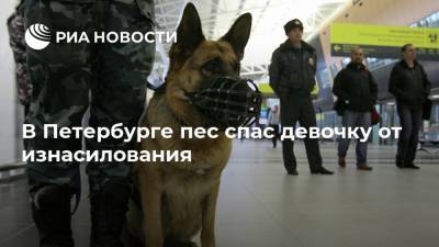 В Петербурге пес спас девочку от изнасилования