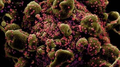 Ученые показали, как коронавирус проникает в человеческую клетку (ВИДЕО)