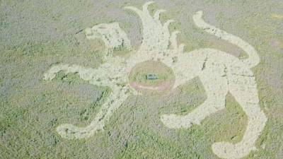 Огромное изображение снежного барса появилось на поле в Татарстане.