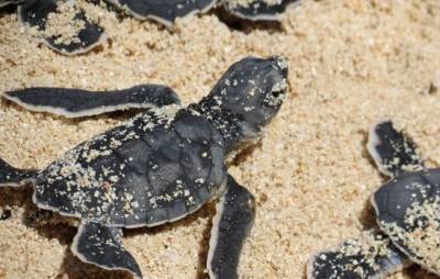 Черепахи стали жертвой меняющегося климата