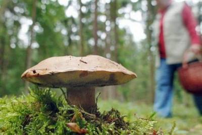 Как грибы становятся радиоактивными