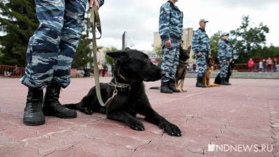 В Петербурге служебный пес помог спасти девочку от педофила