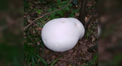 Житель Чувашии нашел съедобный гигантский гриб весом более 10 килограмм