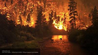 "Кровавое" небо и лесные пожары: эколог оценил масштаб катастрофы в США