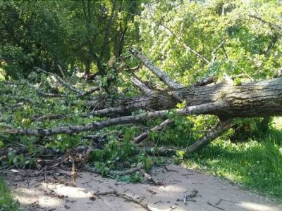 Упавшее дерево блокировало движение по Нарвскому проспекту