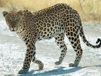 В южноафриканском отеле заметили гуляющего леопарда: гости оказались беззащитными перед зверем