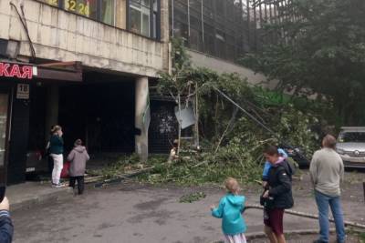 Ветер повалил деревья и дорожные знаки в Петербурге