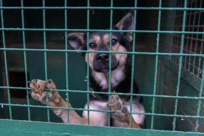 Жительнице Алтайского края грозит уголовный срок за поедание собак