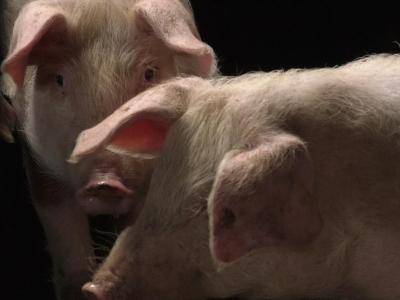 Власти Германии подтвердили первый случай африканской чумы свиней на своей территории