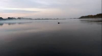 На рассвете в Ядринском районе рыбак заснял плывущего в реке медведя