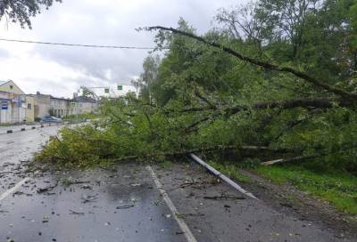 Штормовой ветер повалил деревья в Торосово