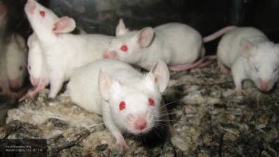 Эксперимент с мышами помог найти способ увеличить продолжительности жизни