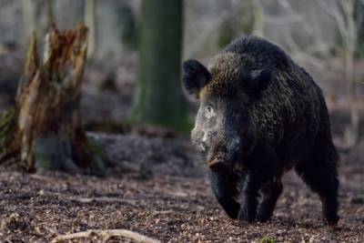 Африканскую чуму свиней обнаружили в Германии