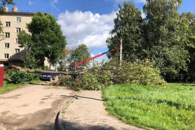 В Невеле сильный ветер обрушил дерево прямо на дорогу