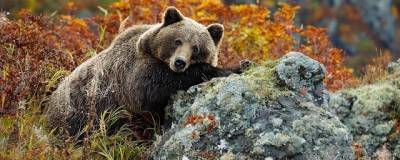 WWF: в России в течение 50 лет не исчез ни один вид диких животных