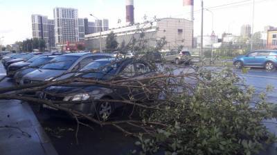 Из-за рухнувшего на дорогу дерева перекрыли движение на Нарвском проспекте