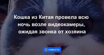 Кошка из Китая провела всю ночь возле видеокамеры, ожидая звонка от хозяина - news.mail.ru - Китай - Далянь