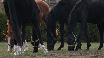 В Башкирии школьников могут начать кормить кониной