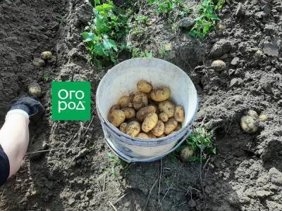 Копаем картошку: куда девать бракованную