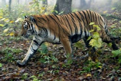 WWF: в РФ за полвека не исчез ни один вид диких животных