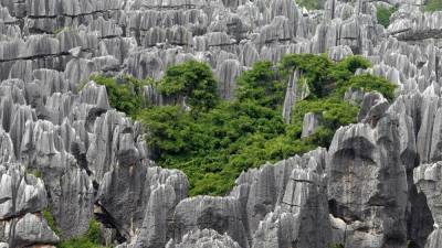 Учёные из США объяснили механизм формирования «каменного» леса