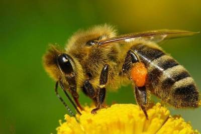 Тверские пчёлы заболели варроатозом
