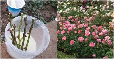 Очень простой способ осеннего черенкования роз в открытом грунте