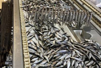 В Ленобласти открыли новое рыбное производство